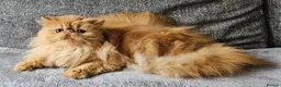 Persian cats for sale: Beautiful Red persian girl - 14 months old - Advert 4