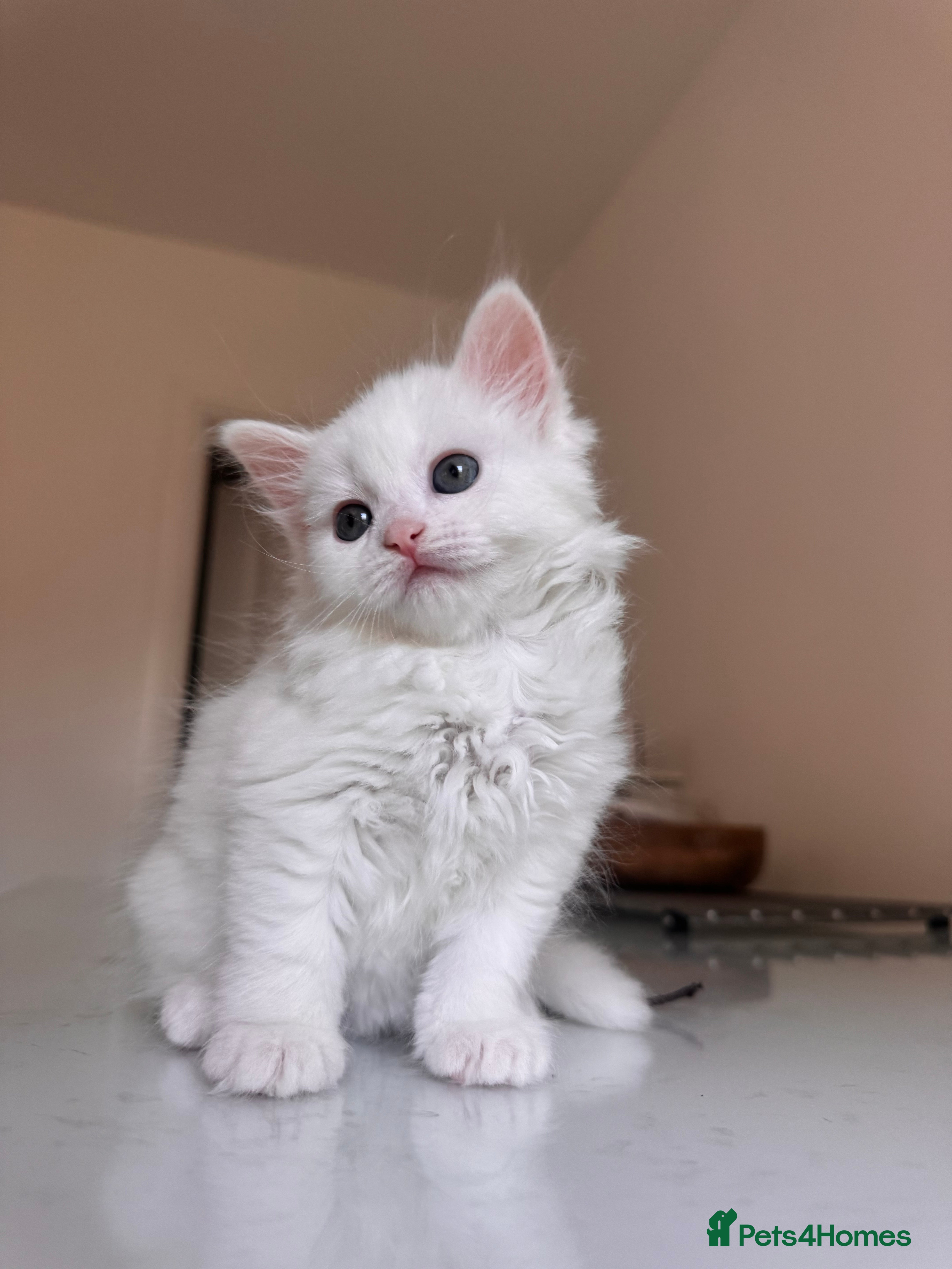 Siberian cats for sale: 🐾 Adorable Siberian Kittens  - Advert 2