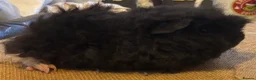 Guinea Pig rodents for sale: Guinea pigs boys and girls available  - Advert 4