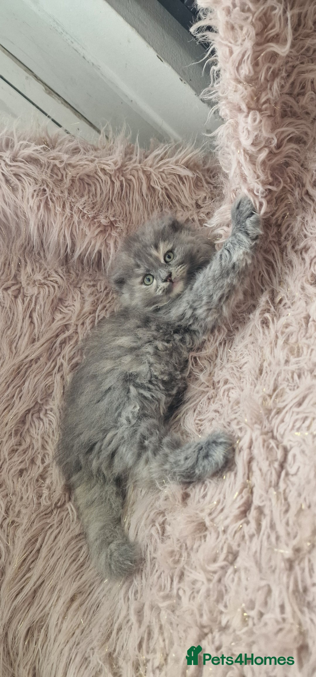 Scottish Fold cats for sale: Scottish fold british shorthair - Image 1