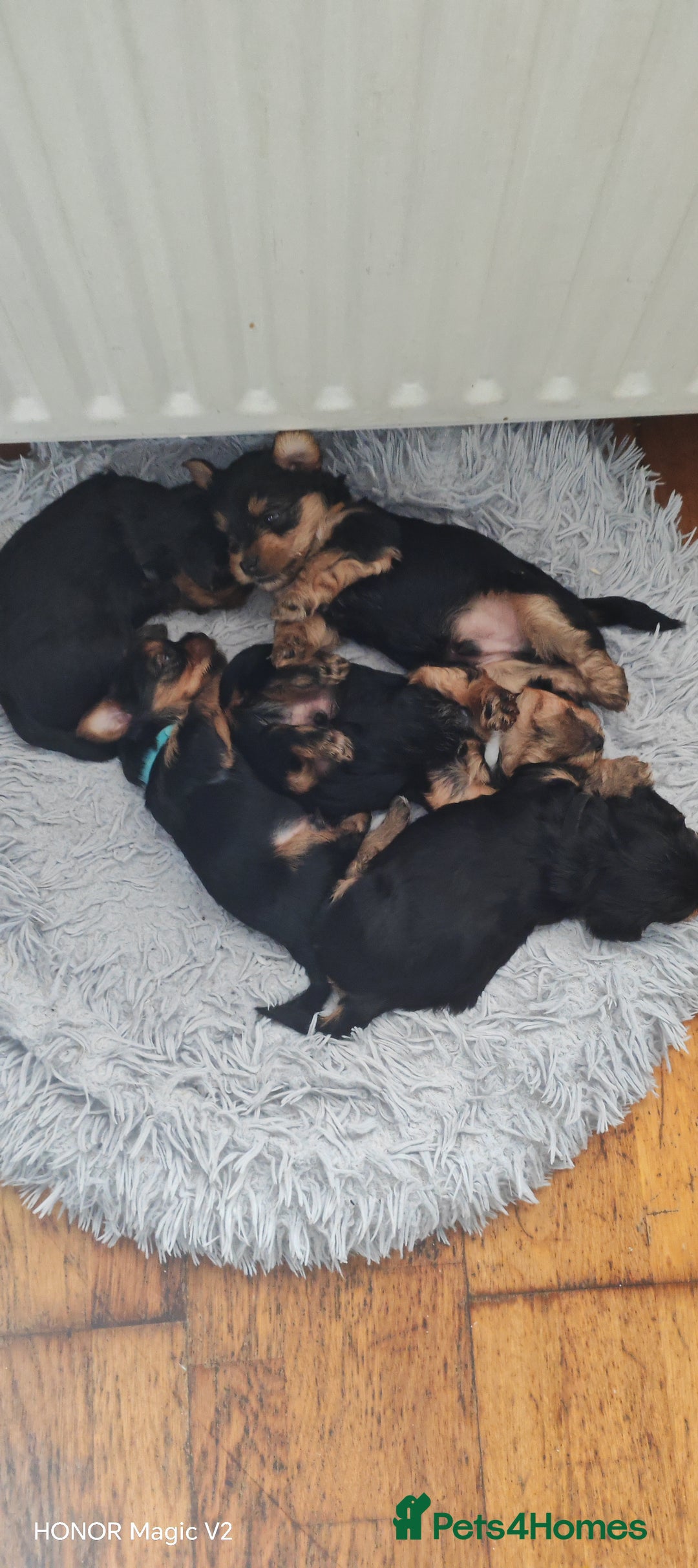 Yorkshire Terrier dogs for sale: Yorkshire Terrier Puppies  - Image 7