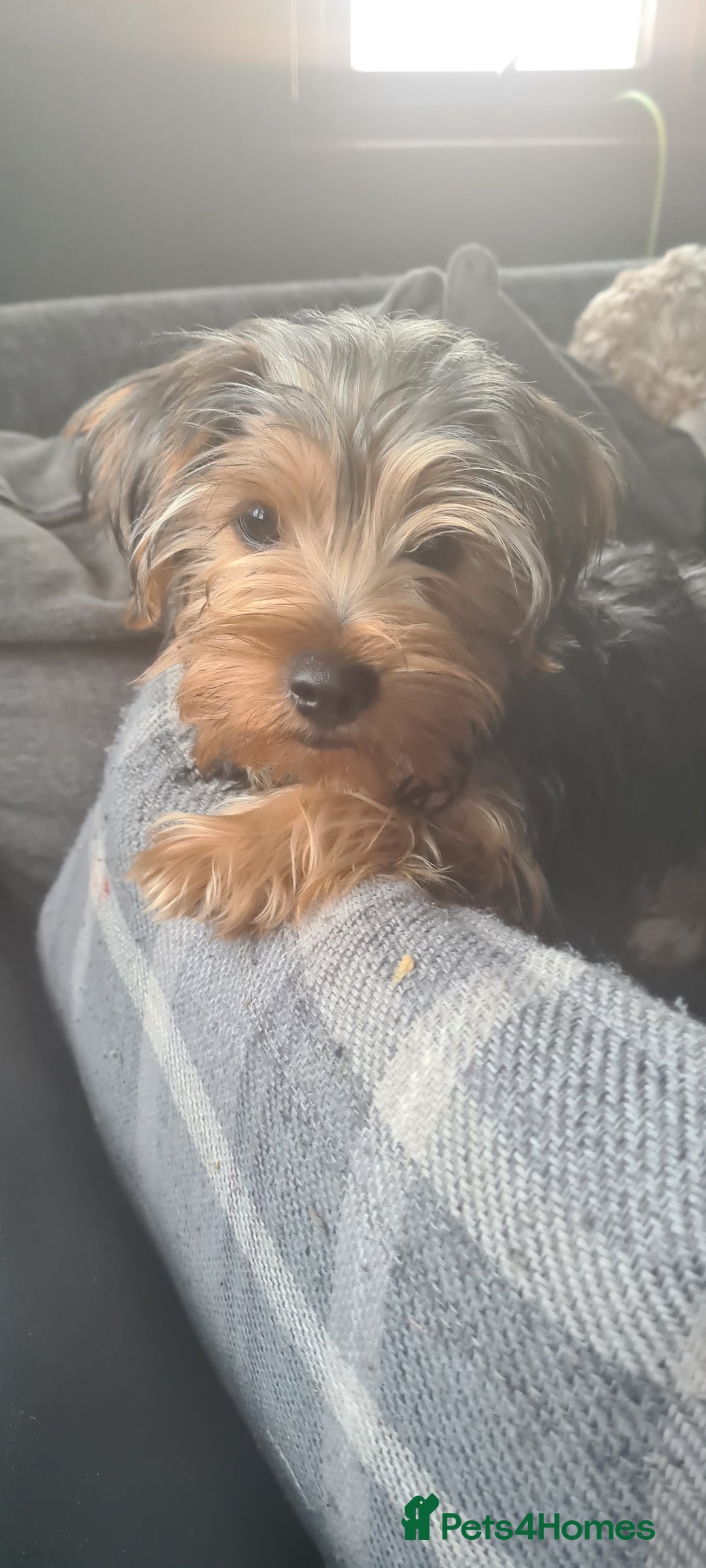 Yorkshire Terrier dogs for sale: Beautiful natured Yorkshire Terrier - Image 9