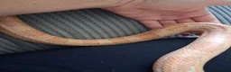 Corn Snake reptiles for sale: Various corn snakes for sale, Snow Tessera & more - Advert 26