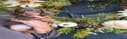 Miniature Dachshund dogs for sale: Beautiful Kc Reg miniature dachshunds  - Advert 24