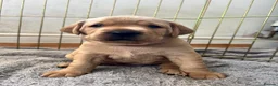 Labrador Retriever dogs for sale: KC Registered Fox Red Labrador Puppies - Advert 3