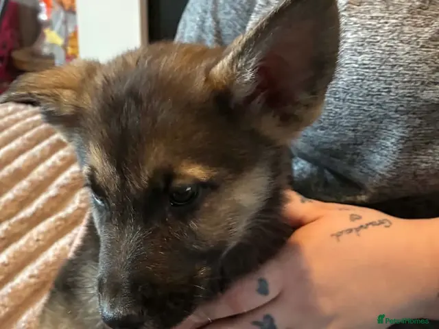 German Shepherd dogs for sale: German shepard - Advert 2