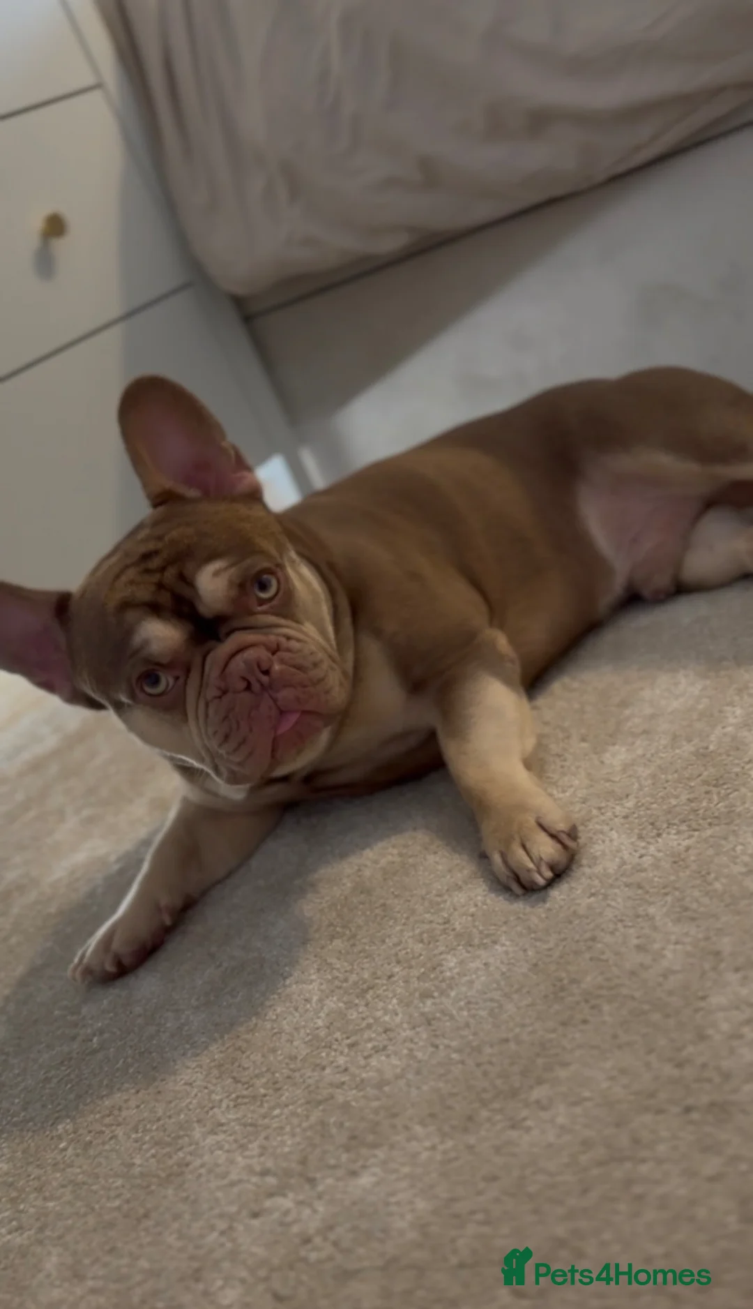 French Bulldog dogs for stud: 🐻 New shade chocolate ROJO 🍫  - Advert 11