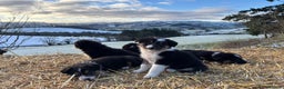 Border Collie dogs for sale: Quality Long Coated Tri Border Collie Puppies - Advert 11