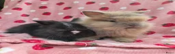 Lionhead rabbits for sale: Fluffy Teddy lion head x Angora ☆8weeks ready now - Advert 4
