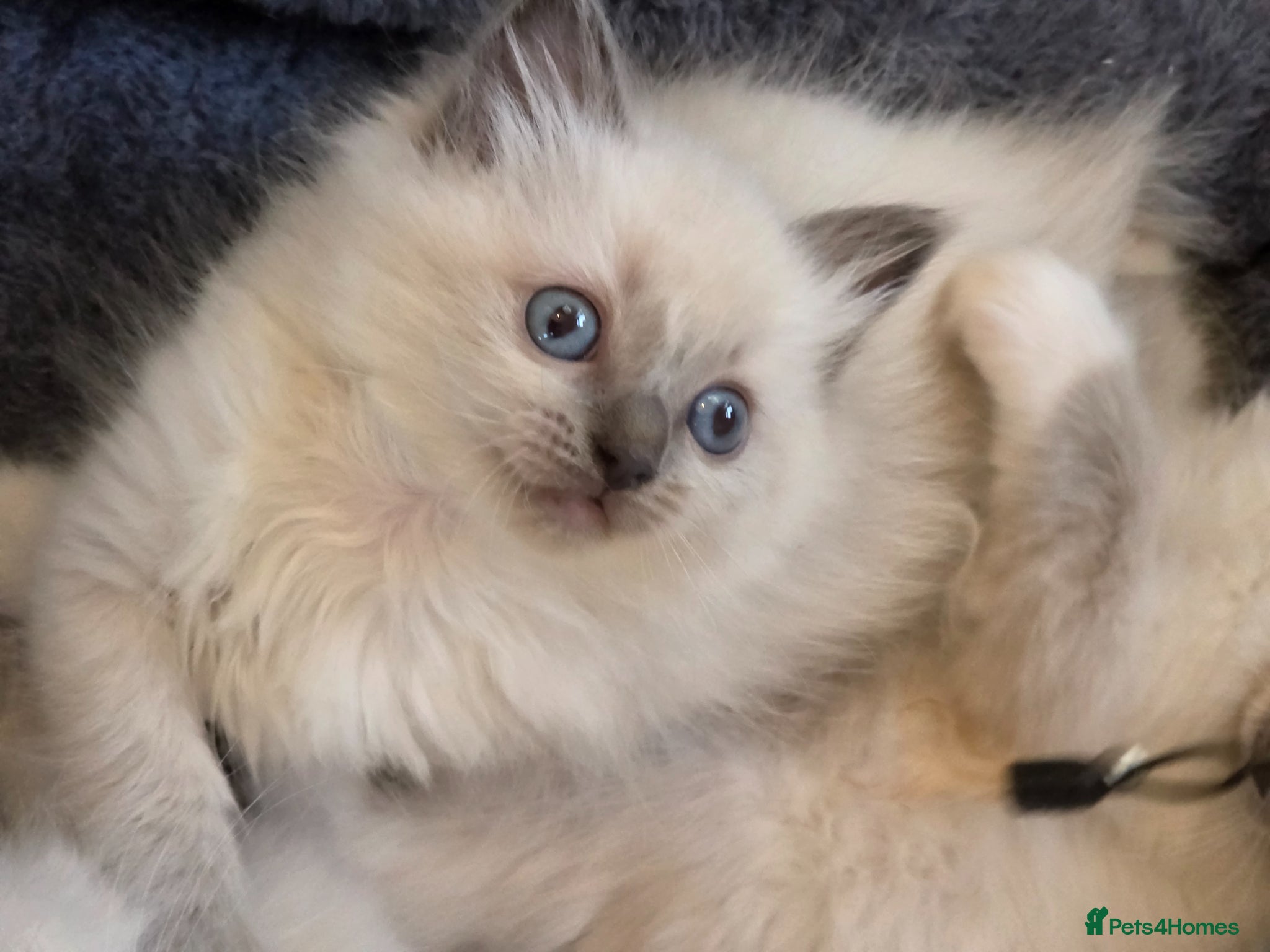 Ragdoll cats ragdoll kittens - Advert 18