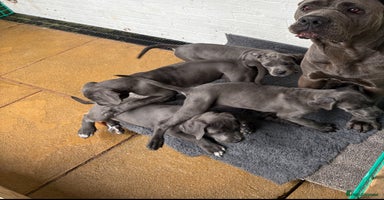 Cane Corso dogs - Advert 2