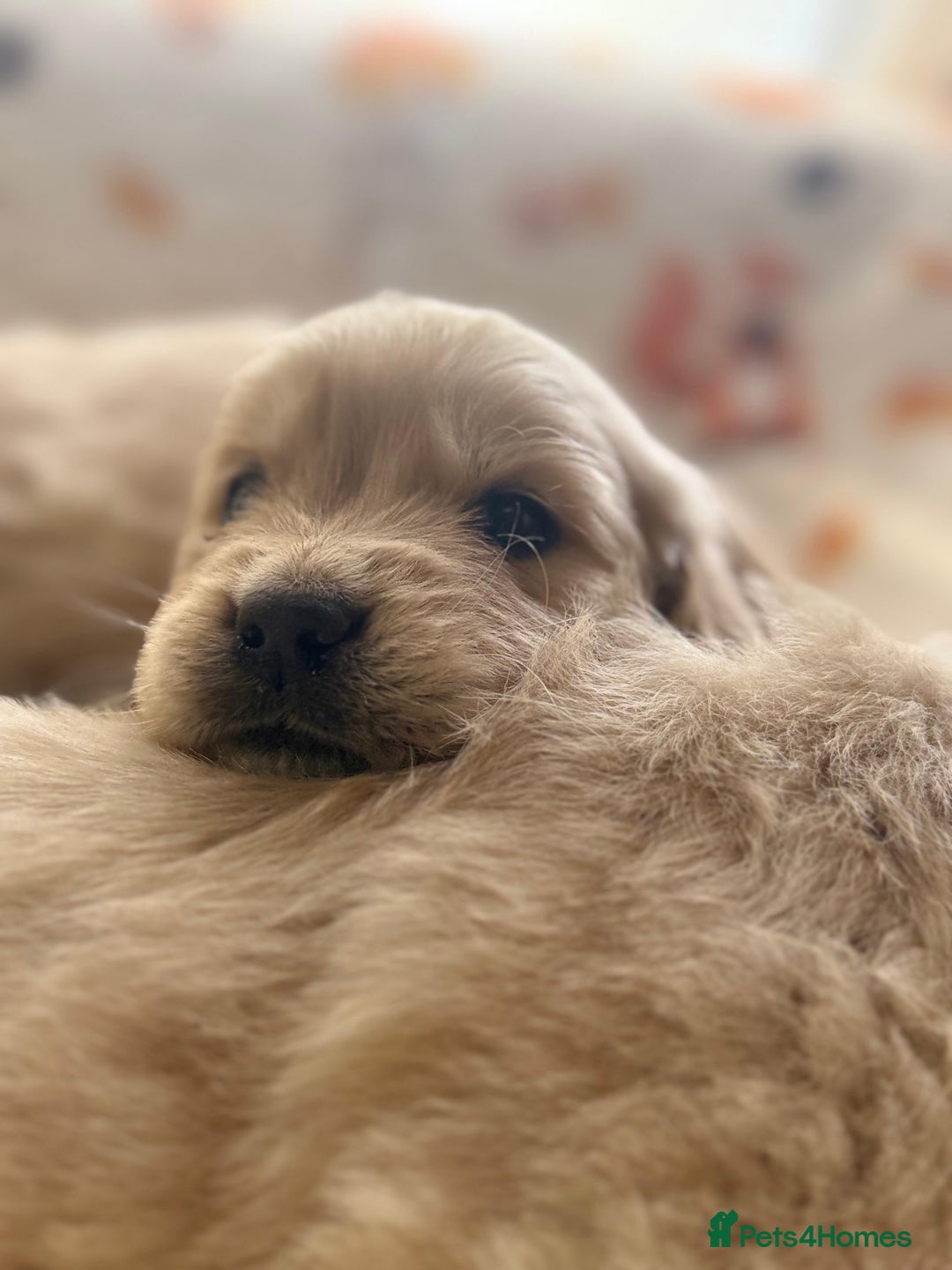 Golden Retriever dogs for sale: 🐾 Adorable 5-Week-Old Golden Retriever Puppies 🐾 - Image 10
