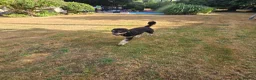 Bernedoodle dogs for sale: Bernedoodle  in Dorchester - Advert 5