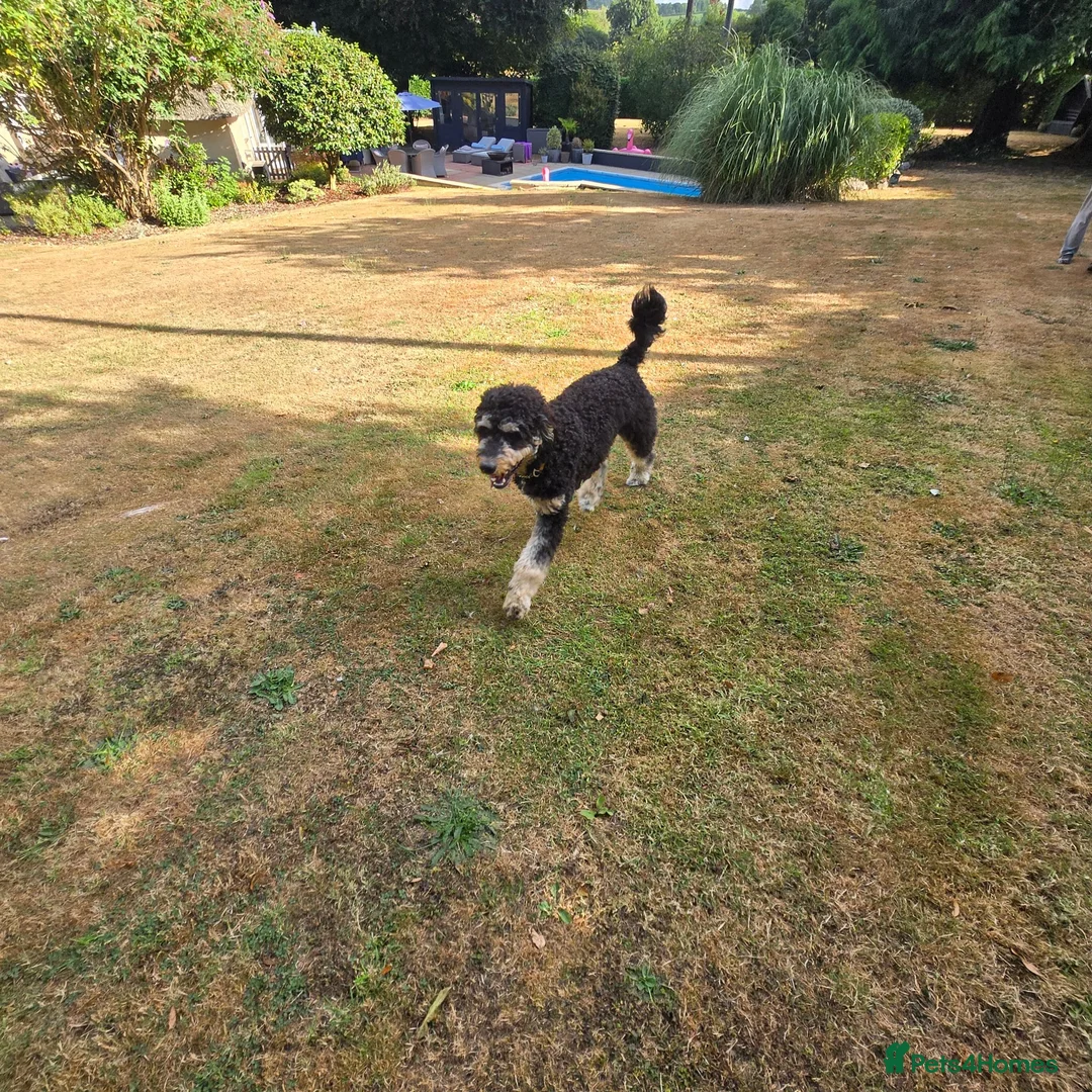 Bernedoodle dogs for sale: Bernedoodle  in Dorchester - Advert 5