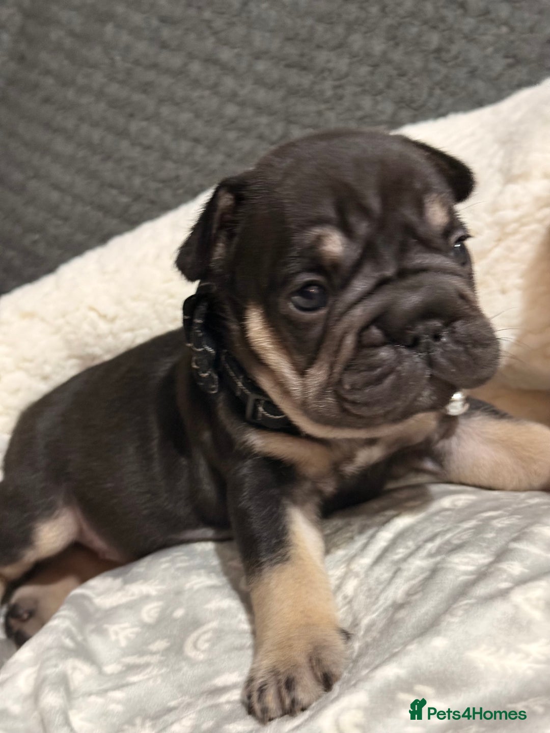 French Bulldog dogs for sale: French bulldog puppies for sale! - Advert 1