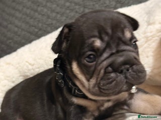 French Bulldog dogs French bulldog puppies for sale! - Advert 2