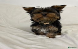 Yorkshire Terrier dogs for stud: Toy Yorkshire terrier boy stud  - Image 3
