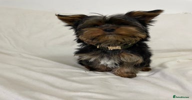 Yorkshire Terrier dogs - Advert 10