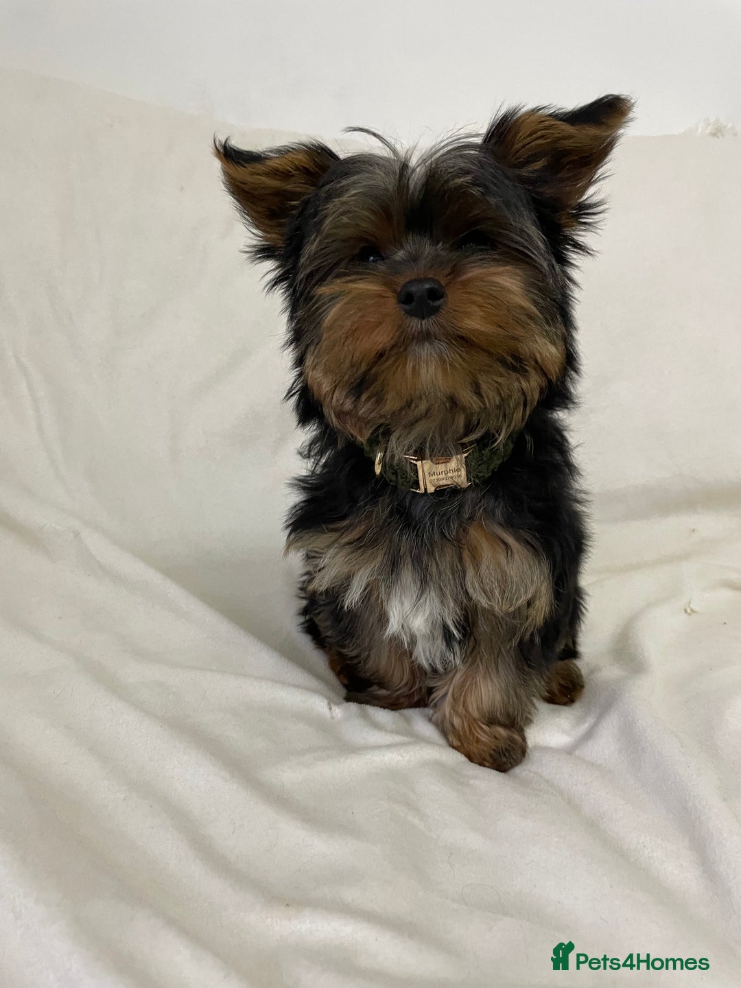 Yorkshire Terrier dogs for stud: Toy Yorkshire terrier boy stud  - Image 3