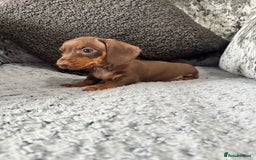 Miniature Dachshund dogs for sale: Miniature Dachshund Boys Ready Now  - Image 4