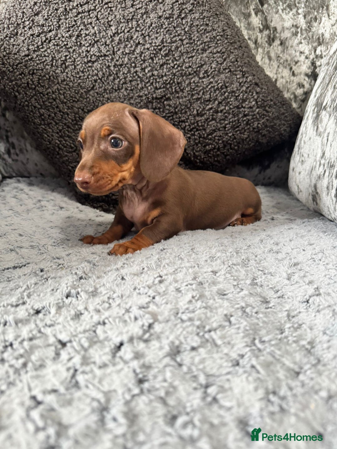 Miniature Dachshund dogs for sale: Miniature Dachshund Boys Ready Now  - Image 4