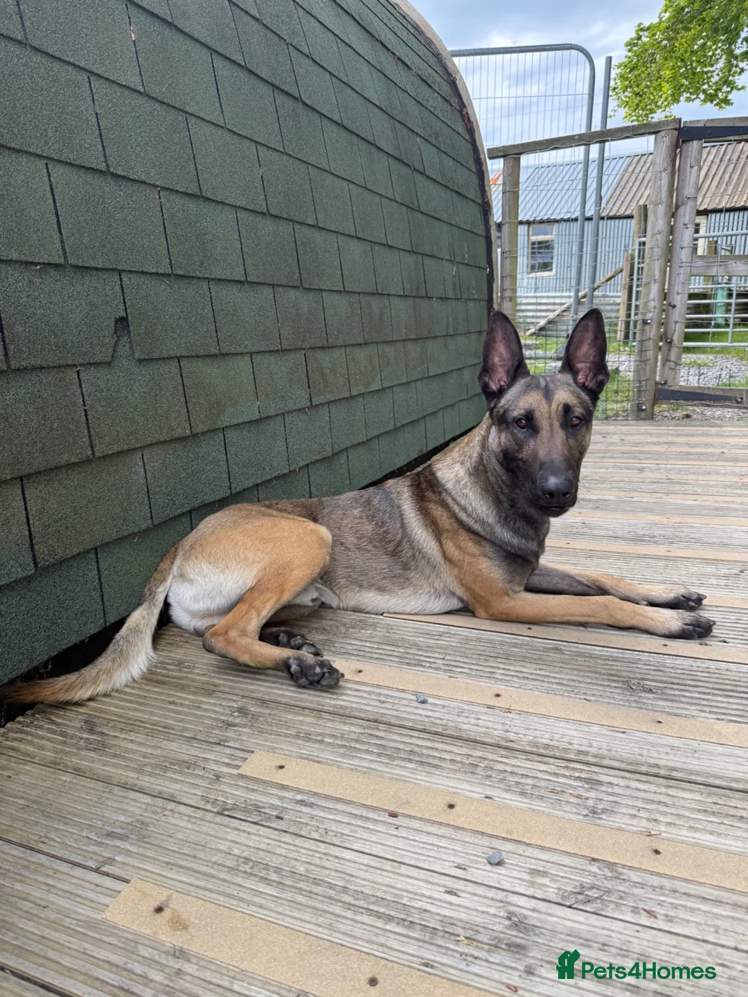 Belgian Shepherd Dog dogs for sale: Trained Malinois - Advert 2