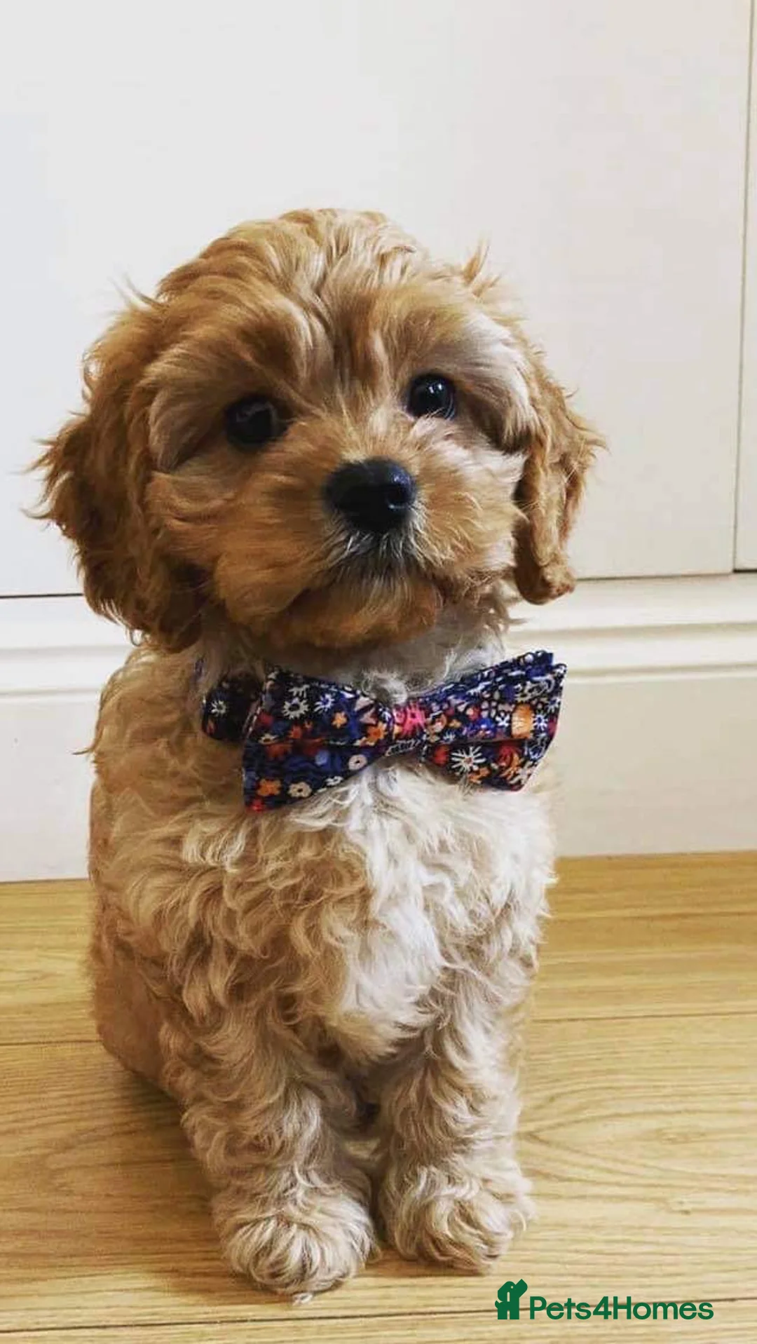 Toy Poodle dogs for stud: Champion Line KC Apricot Toy Poodle Stud in Ringwood - Advert 34