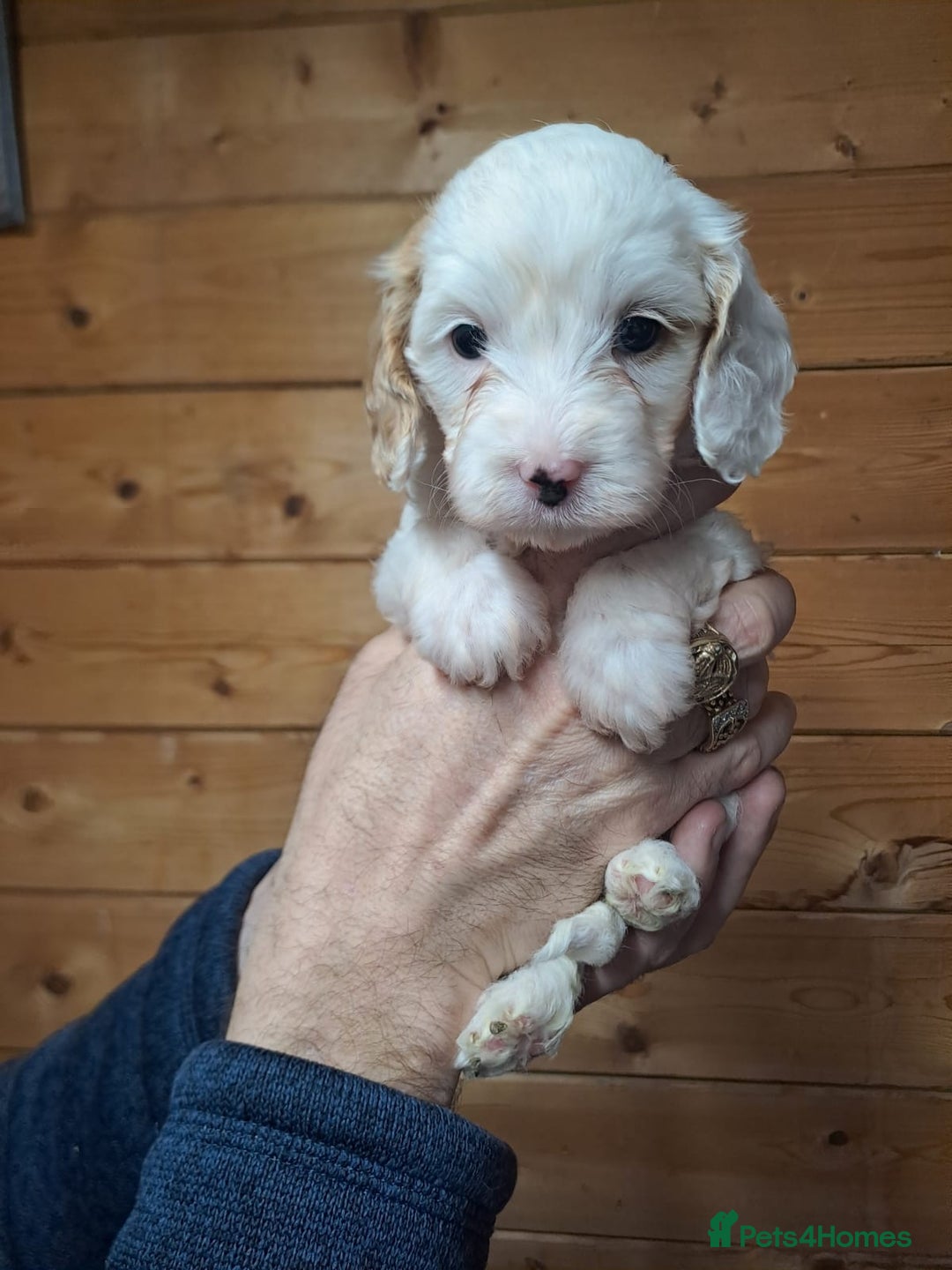 Cavapoo dogs for sale: Outstanding Cavapoo puppies - Advert 7