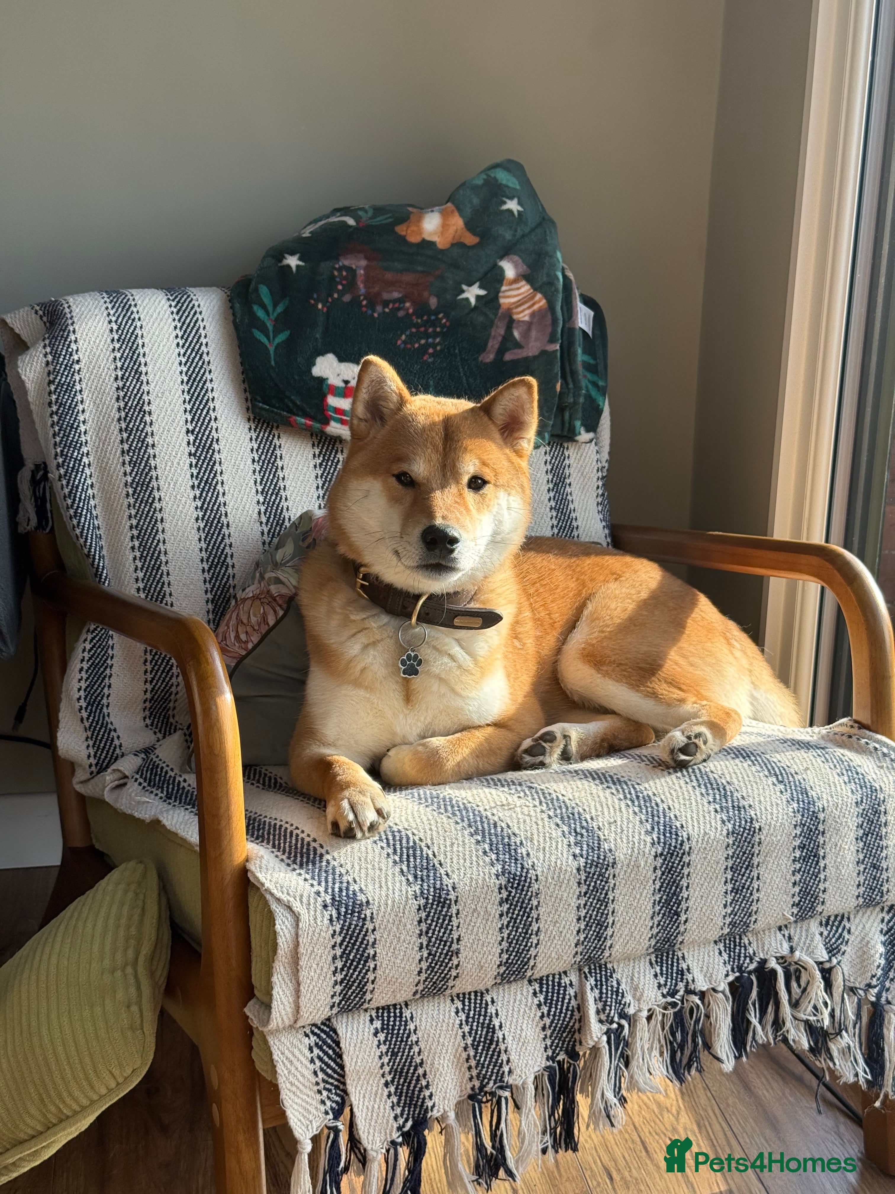 Japanese Shiba Inu dogs Dexter the Shiba Inu  - Advert 2