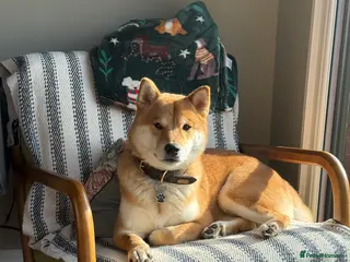 Japanese Shiba Inu dogs Dexter the Shiba Inu - Advert 1