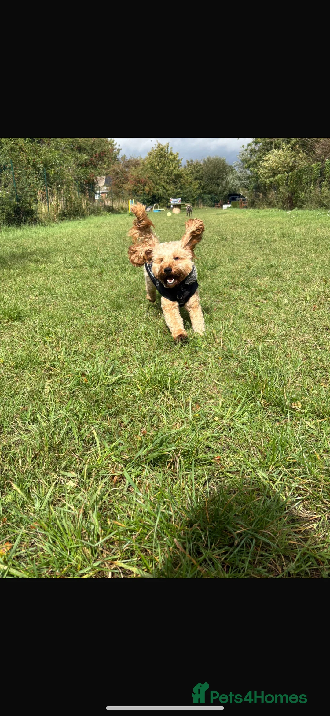 Cockapoo dogs for stud: F1 Cockapoo Milo for stud - Advert 2