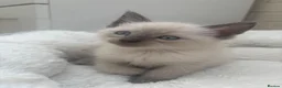 Ragdoll cats for sale: Ragdoll Kittens - Advert 11