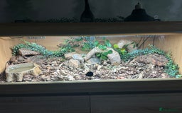 King Snake reptiles for sale: Mexican black kingsnake and full set up - Image 5