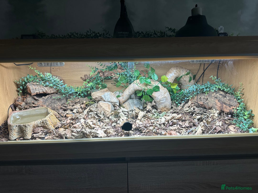 King Snake reptiles for sale: Mexican black kingsnake and full set up - Image 5