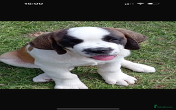 Saint Bernard dogs for sale: Smooth male puppy  - Image 3