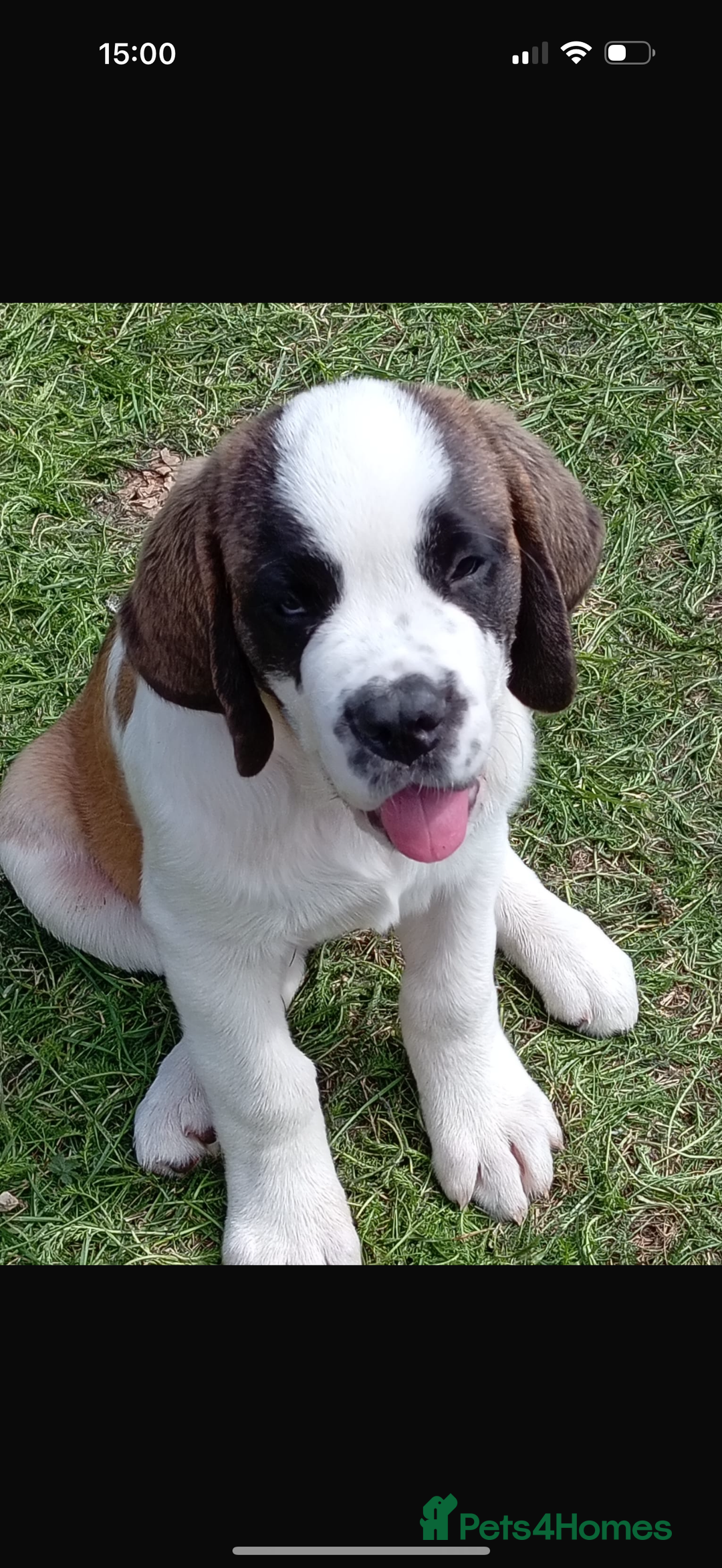 Saint Bernard dogs for sale: Smooth male puppy  - Image 3