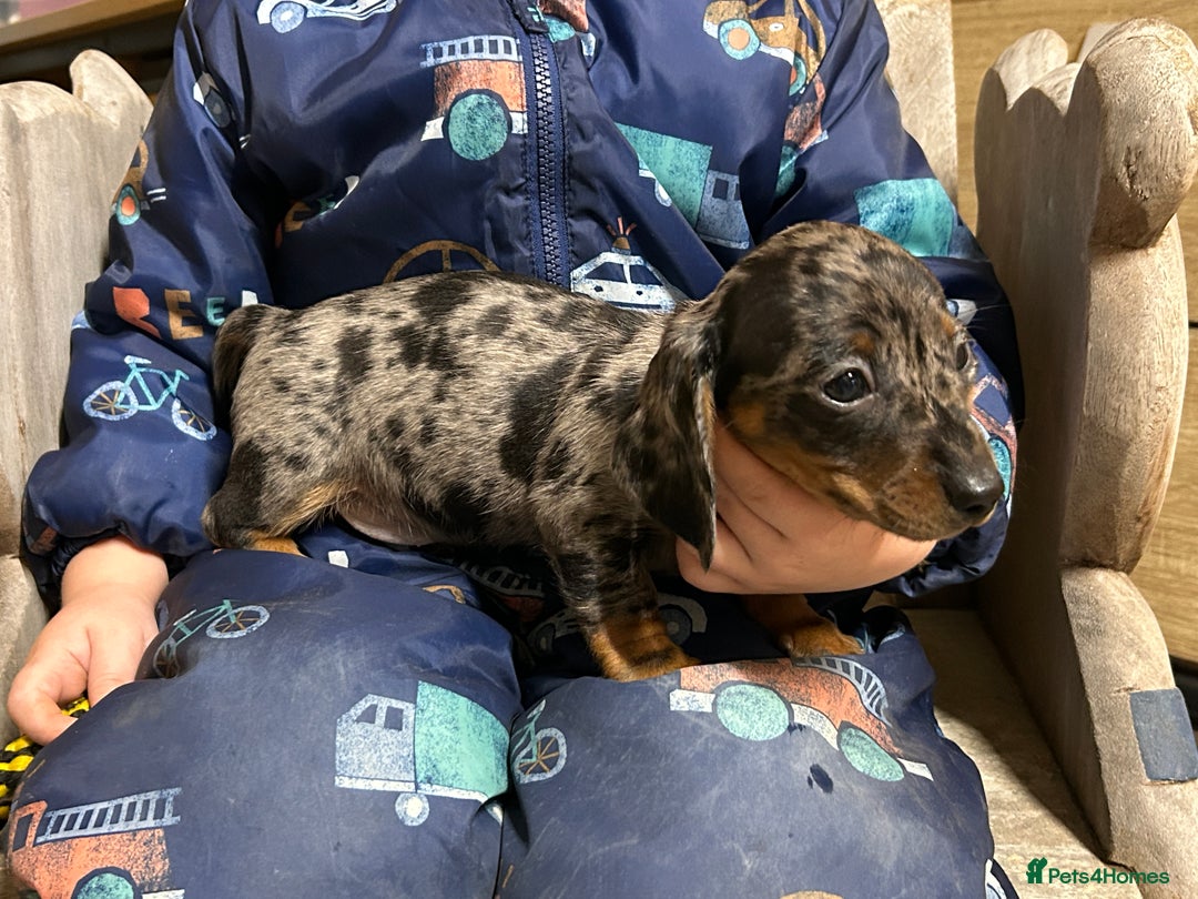 Miniature Dachshund dogs for sale: Miniature dachshunds * 3 boys left - Advert 11