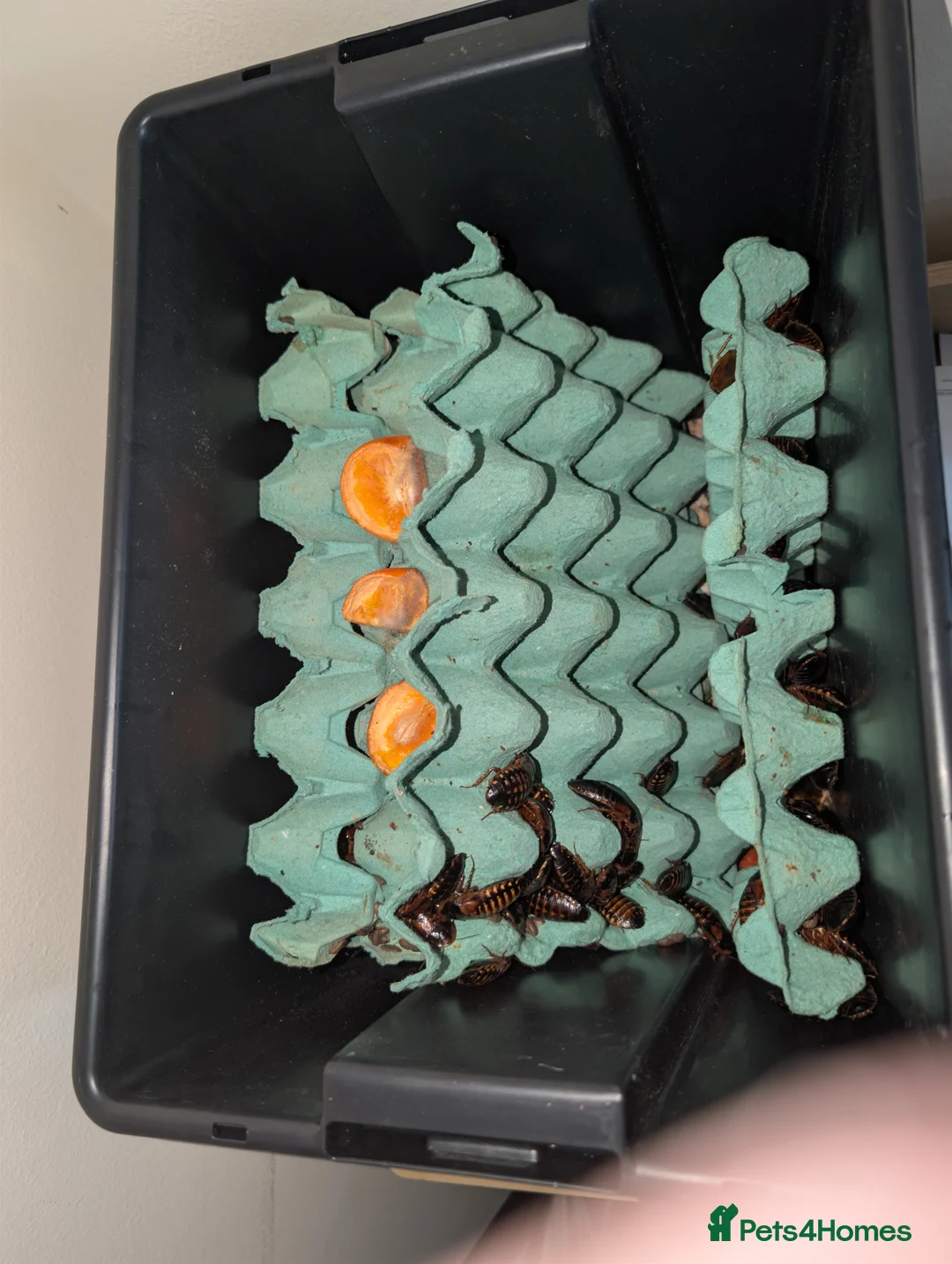 Cockroaches invertebrates for sale: Dubai Roach breeding colony. - Advert 3