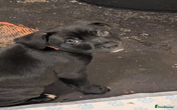 Mixed Breed dogs for sale: Staffy x malonios - Advert 3