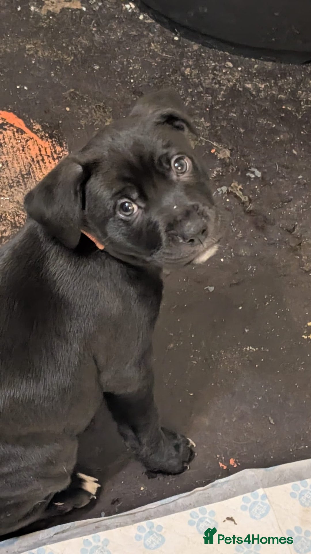 Mixed Breed dogs for sale: Staffy x malonios - Advert 3