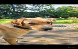 Labrador Retriever dogs for sale: Bailey Golden Labrador - Image 2