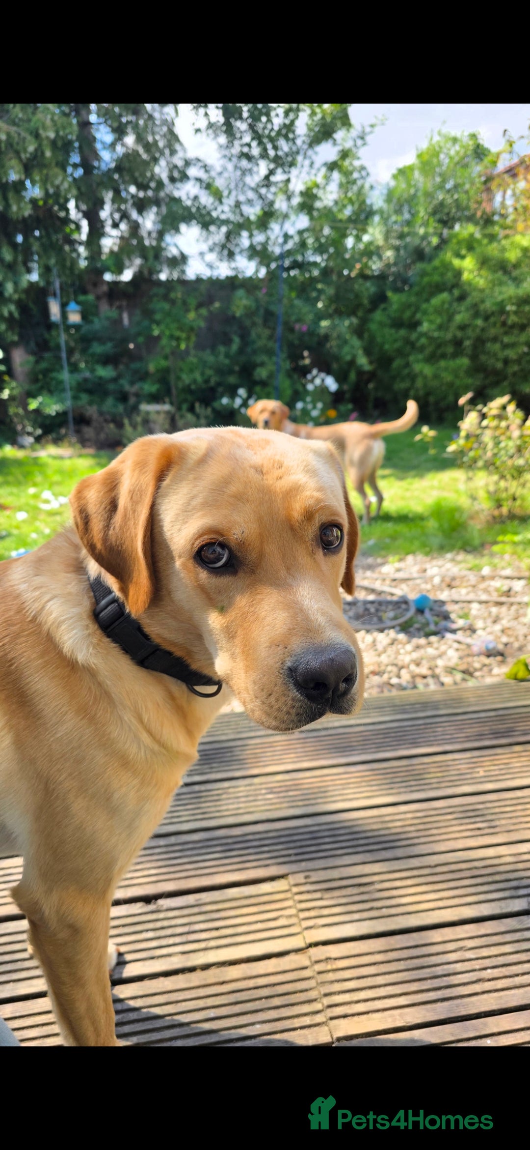 Labrador Retriever dogs for sale: Bailey Golden Labrador - Image 2