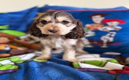 Cocker Spaniel dogs for sale: Last 2 boys fully vaccinated health checked  - Image 9