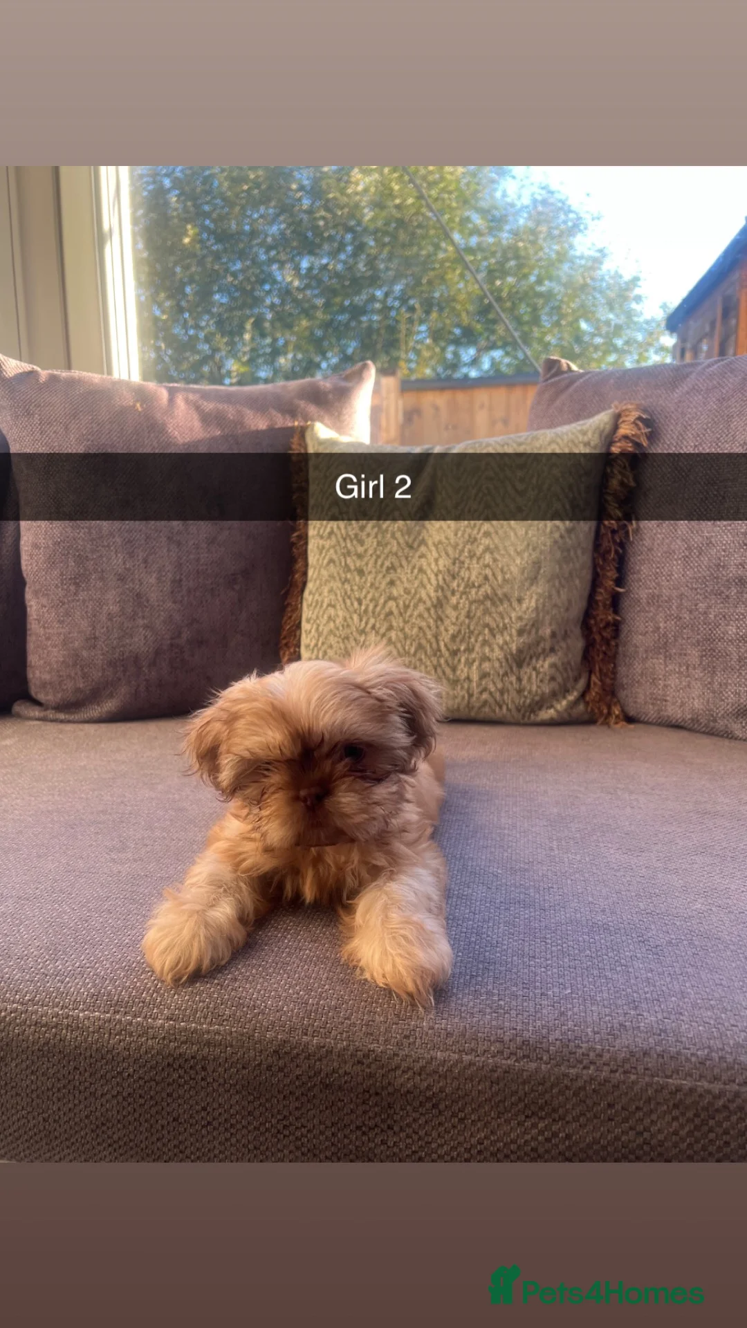 Shih Tzu dogs for sale: Imperial Shih Tzus  - Advert 2