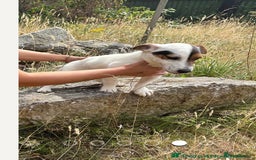 Jack Russell dogs for sale: Jack Russell girl for sale - Image 2
