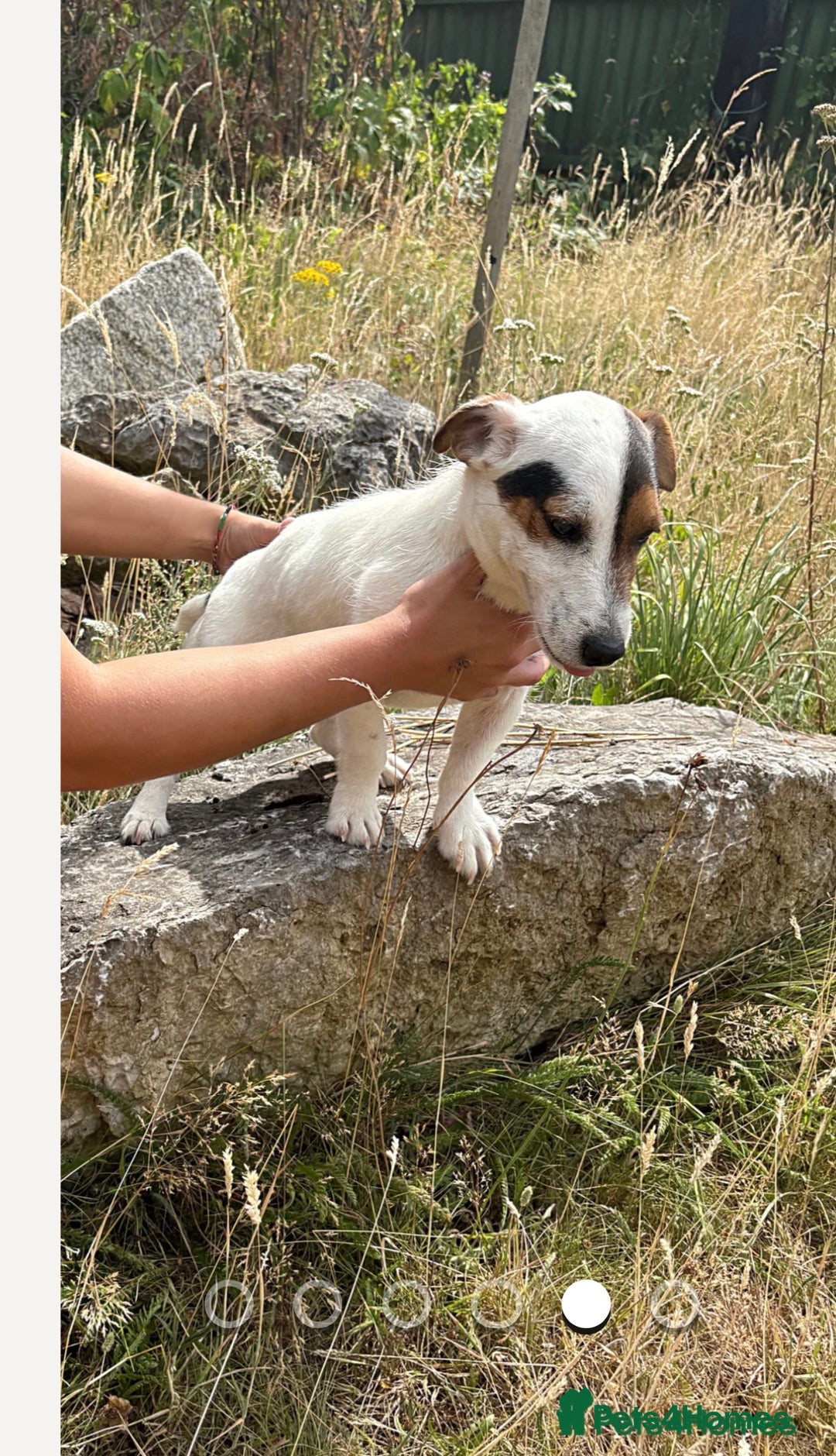Jack Russell dogs for sale: Jack Russell girl for sale - Image 2