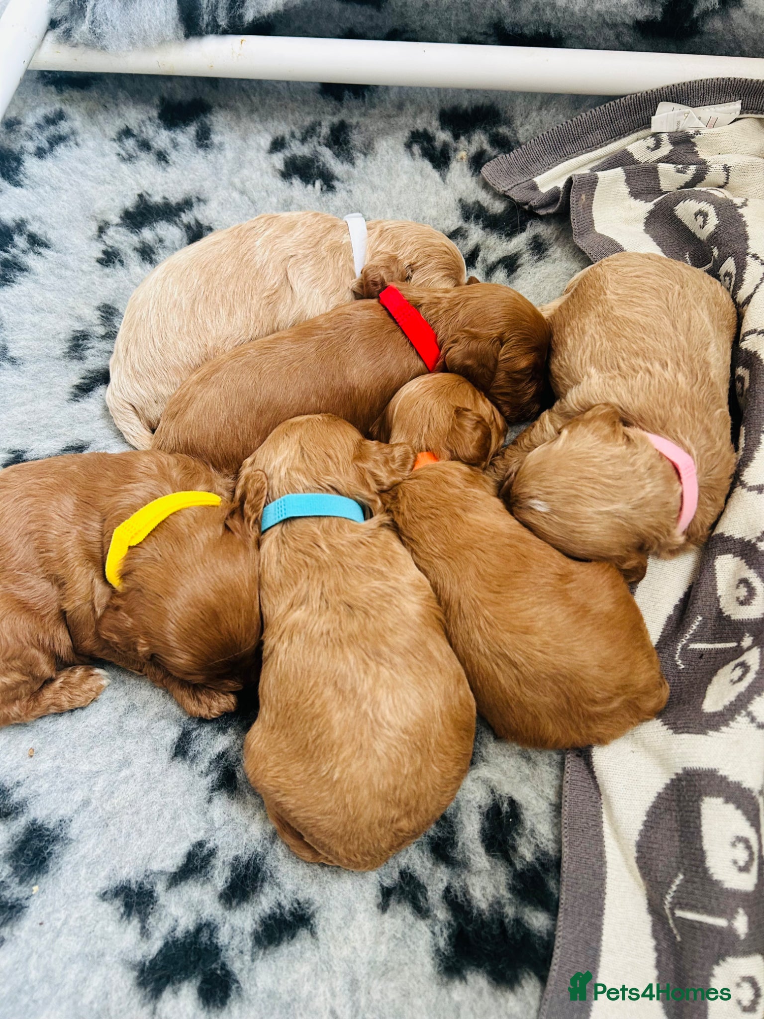 Cavapoo dogs 1 RED FEMALE FOR PRE RESERVATION  - Advert 18