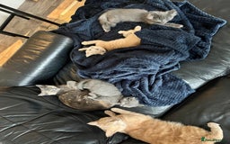 Mixed Breed cats for sale: Persian x Russian blue & British shorthair - Image 23