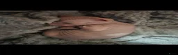 Sphynx cats for sale: Gorgeous pink sphinx  in Kilmarnock - Advert 7