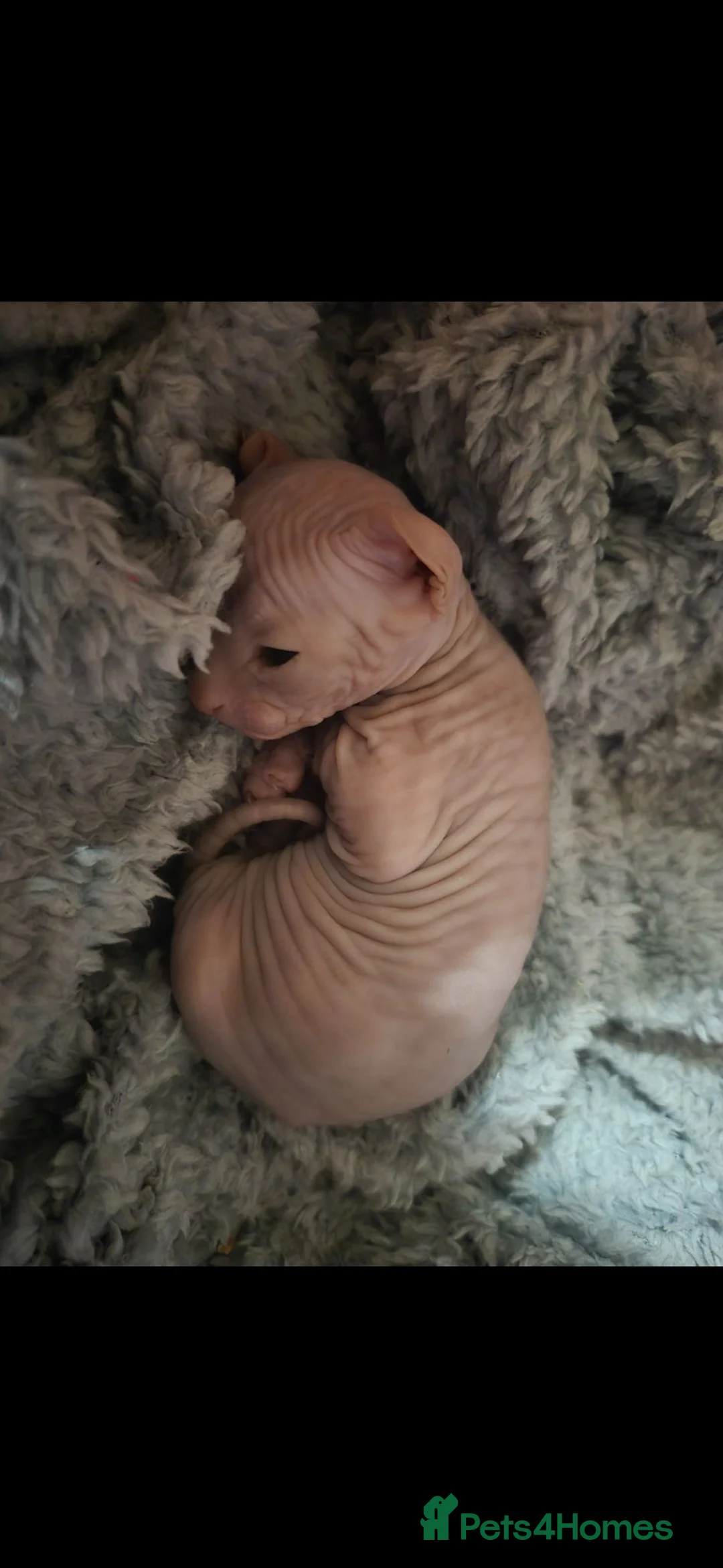 Sphynx cats for sale: Gorgeous pink sphinx  in Kilmarnock - Advert 7